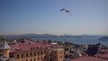 Bird flying over the Istanbul skyline against the Bosphorus Strait in Turkey on a sunny day Royalty Free Stock Photo