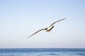 Bird flying over La Jolla beach Royalty Free Stock Photo