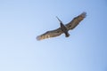 Bird flying over La Jolla beach Royalty Free Stock Photo