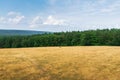 Bird flying over the meadow. View from the observation tower in the Roztocze National Park. BiaÃâa GÃÂ³ra, Zwierzyniec