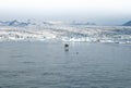 Bird flying over in the middle of Beautiful Glacier Lagoon Royalty Free Stock Photo