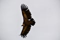 bird flying over the mountain Royalty Free Stock Photo