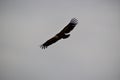 bird flying over the mountain Royalty Free Stock Photo