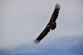 bird flying over the mountain Royalty Free Stock Photo