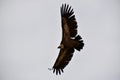 bird flying over the mountain Royalty Free Stock Photo