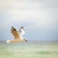 Bird Flying Over Ocean Royalty Free Stock Photo