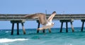 Bird Flying over the ocean Royalty Free Stock Photo