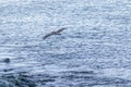 Bird Flying Over Ocean, Galapagos, Ecuador Royalty Free Stock Photo