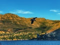 Bird flying over ocean in African cost Royalty Free Stock Photo