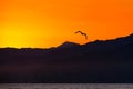 Bird flying over ocean Royalty Free Stock Photo