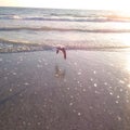 Bird flying over ocean to sun set Royalty Free Stock Photo