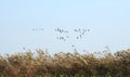 Bird flying over reed plants, Lithuania