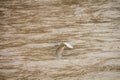Bird flying over river Royalty Free Stock Photo