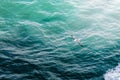 Bird Flying over the sea on Iceland Royalty Free Stock Photo