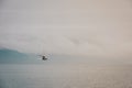 Bird flying over sea on overcast cloudy summer day in Iceland, v Royalty Free Stock Photo