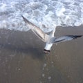 A bird flying over the sea Royalty Free Stock Photo