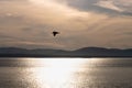 Bird flying over the water on a beautiful sunset in Riviere-du-Loup Royalty Free Stock Photo