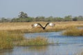 Bird flying over water