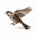 Multilayered Sparrow Flying With Foreshortening Techniques