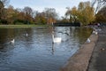 Bird flying past a swam regents park UK