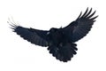 Flying raven isolated on white background Corvus corax