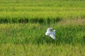 A bird flying at rice Fields in the morning Royalty Free Stock Photo