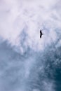 A bird flying on it`s path seperated by the colour of clouds on a rainy day