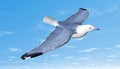 Bird flying Royalty Free Stock Photo