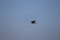 Bird flying silhouette.Silhouette of a heron in the sky Royalty Free Stock Photo