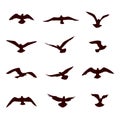 Bird flying silhouette set. Wildlife icon collection