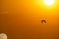 Bird Flying Silhouette Sunset