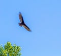 Bird flying through the sky