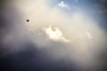 Bird flying in the sky, clouds, a sunny day Royalty Free Stock Photo