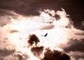 Bird flying through the storm Royalty Free Stock Photo