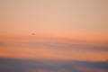 A bird flying at sunset hour.