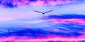 Bird Flying Sunset Silhouette Soaring Beautiful Sky Hope Faith Spirit Sunrise Header Royalty Free Stock Photo