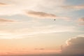 Bird flying sunset sky soft colors Royalty Free Stock Photo