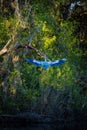 a bird flying to sky, at Everglades National Park, Florida, USA Royalty Free Stock Photo