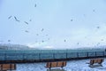 Bird flying towards the Bosphorus bridge in Istanbul.