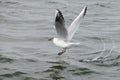 brown headed gull Royalty Free Stock Photo