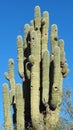 A Bird Flys to its Nest in an Ancient Saguaro Cactus