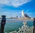 Bird in focus and brighton city in background Royalty Free Stock Photo