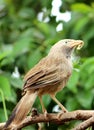 Bird with food in beak