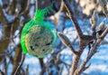 Bird Food on Magnolia Tree Winter