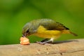 Bird with food in tropic habitat. Blue and yellow bird Yellow-throated Euphonia, Euphonia hirundinacea, Costa Rica. Female of Euph