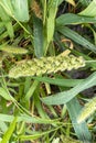 Bird food. View of foxtail millet (Scientific name as Italian millet) which is a healthy food for heart