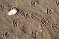 Bird foot print Royalty Free Stock Photo