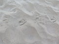 Bird foot prints in sand Royalty Free Stock Photo