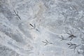 bird footprint Royalty Free Stock Photo