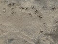 Bird footprint on the dried concrete floor